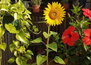 Três plantas que crescem rápido e deixam o jardim bonito em poucas semanas