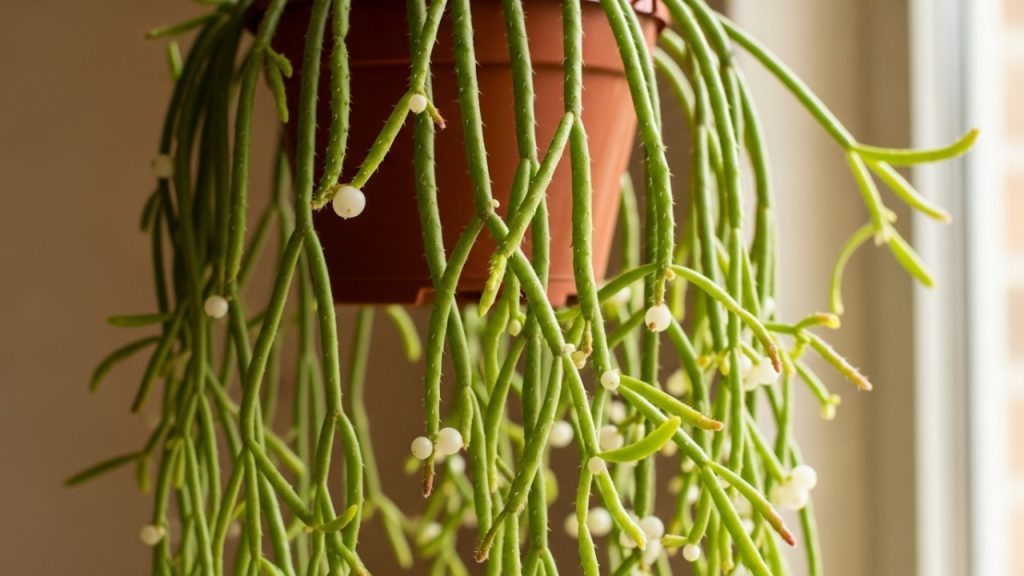 As 5 plantas que adoram sombra e são perfeitas para cultivar em ambientes internos