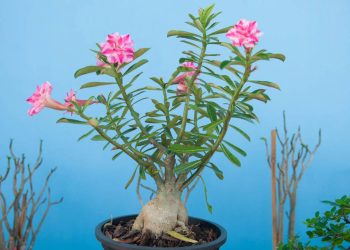 Veja como cuidar da rosa-do-deserto e ter uma planta linda e resistente o ano todo