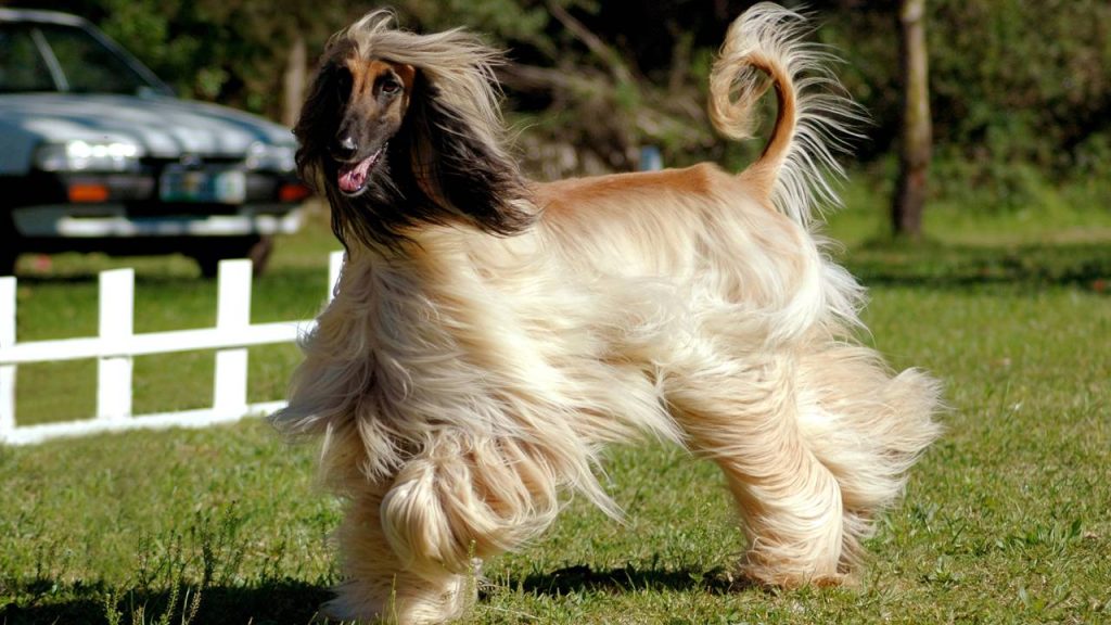 As 6 raças de cães mais rápidas do mundo