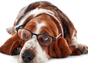 Quais são as 5 raças de cães que mais dormem?