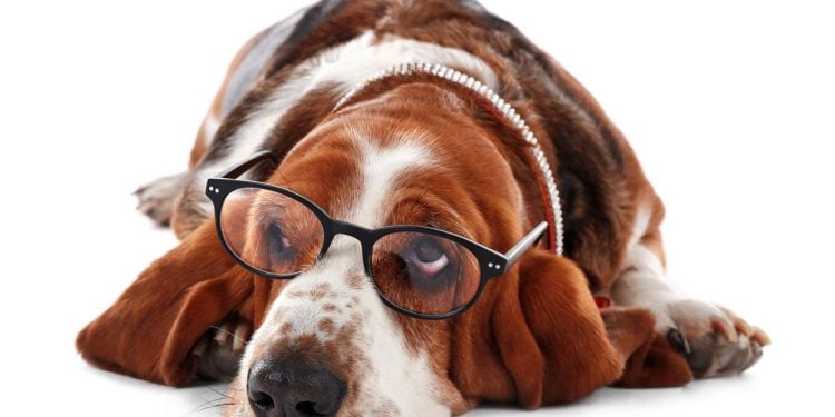 Quais são as 5 raças de cães que mais dormem?