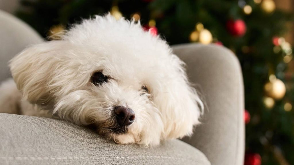 As 5 raças de cães mais calmas recomendadas para viver com crianças
