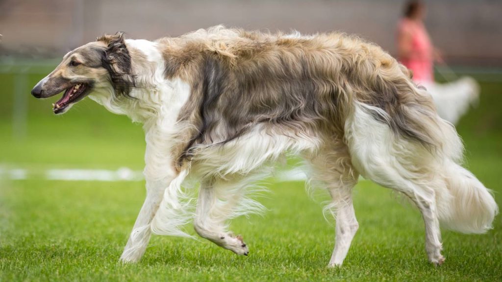 As 6 raças de cães mais rápidas do mundo