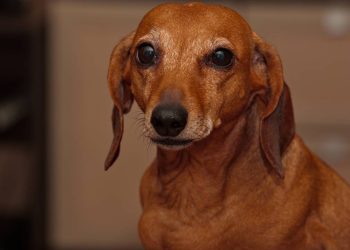 O que mudar na rotina para manter a saúde e a felicidade do seu cãozinho na velhice?
