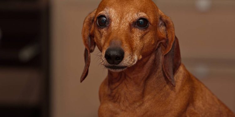 O que mudar na rotina para manter a saúde e a felicidade do seu cãozinho na velhice?