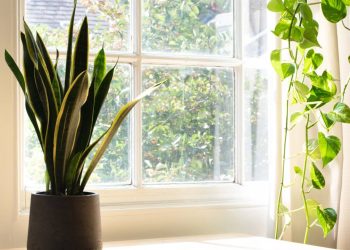 5 plantas resistentes ao calor que você pode ter no seu quarto durante o verão