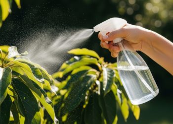 Borrifar água com sabão no abacateiro: para que serve?