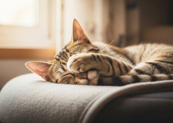 O que significa quando o gato dorme com a patinha no rosto durante o soninho?