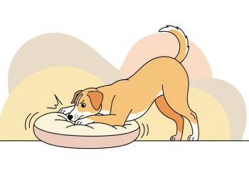 O que significa quando o cachorro cava a cama antes de deitar?