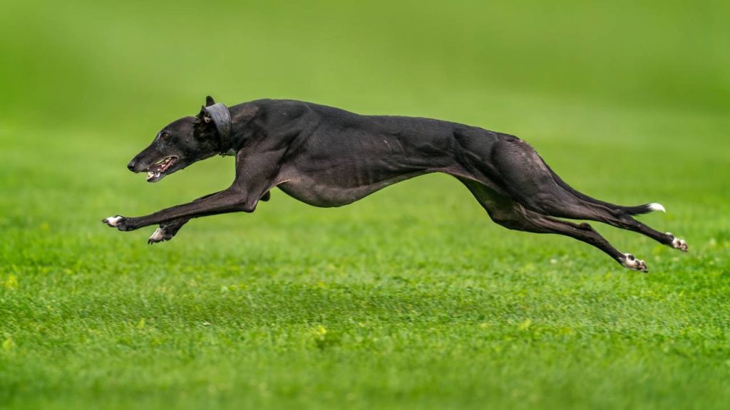 As 6 raças de cães mais rápidas do mundo