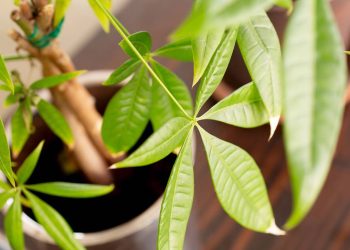 A planta da fortuna que atrai dinheiro e virou tendência na decoração
