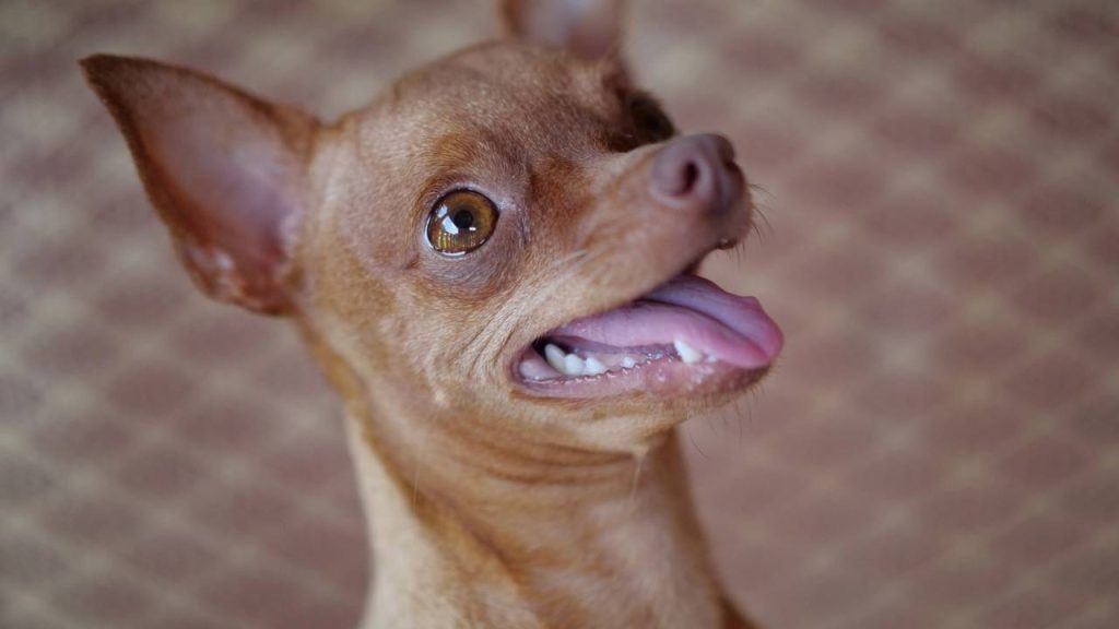Cães pequenos