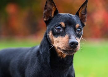 Por que Pinschers e cachorros pequenos tremem tanto?