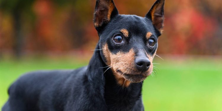Por que Pinschers e cachorros pequenos tremem tanto?