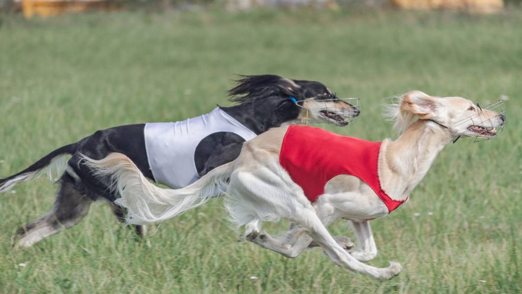 As 6 raças de cães mais rápidas do mundo