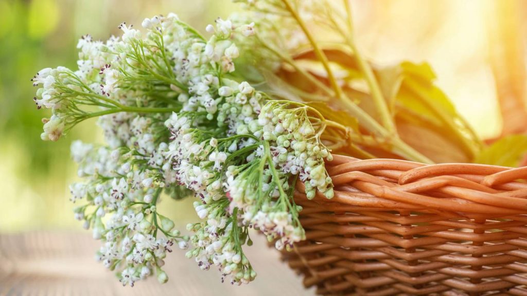 Valeriana