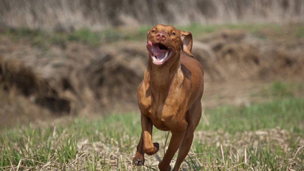 As 6 raças de cães mais rápidas do mundo
