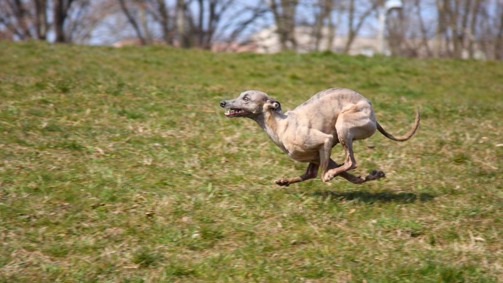 As 6 raças de cães mais rápidas do mundo