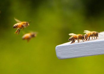 Abelhas em casa? Veja soluções naturais que funcionam