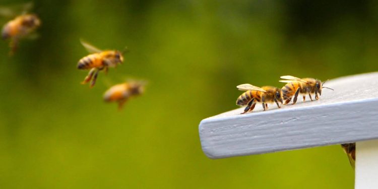 Abelhas em casa? Veja soluções naturais que funcionam