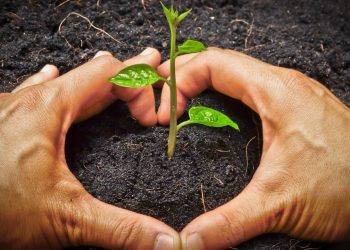 Nem café, nem casca de banana: o adubo caseiro que é ouro para revitalizar e fazer as plantas crescerem