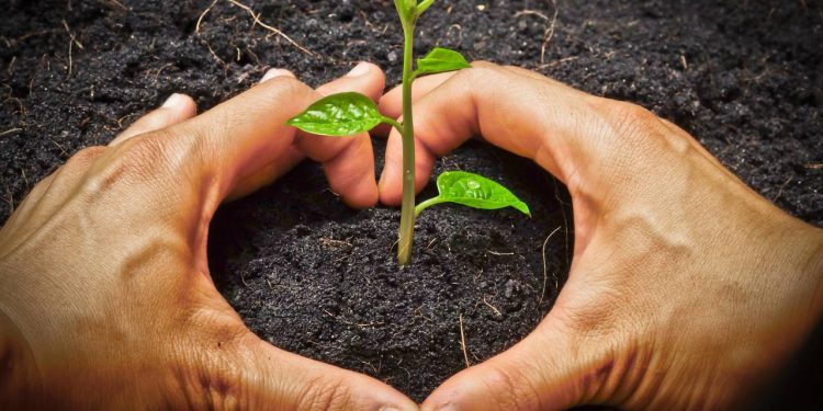 Nem café, nem casca de banana: o adubo caseiro que é ouro para revitalizar e fazer as plantas crescerem