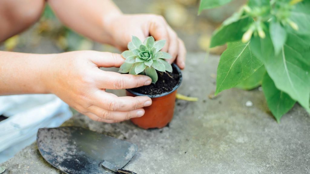 O adubo caseiro com mamão que devolve a cor para as folhas das plantas
