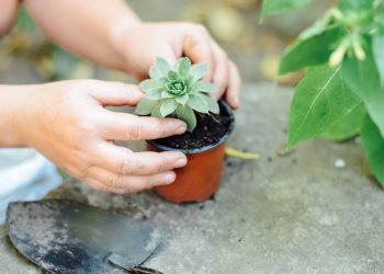 O adubo caseiro com mamão que devolve a cor para as folhas das plantas