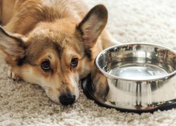 Com que frequência você deve trocar a água do seu cachorro, segundo veterinários?