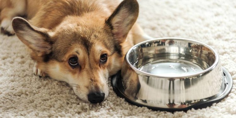 Com que frequência você deve trocar a água do seu cachorro, segundo veterinários?