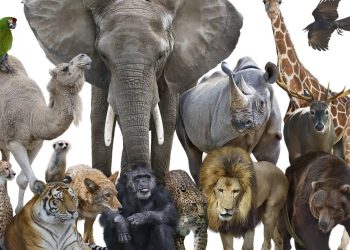 Saiba qual é o seu animal de acordo com o mês que você nasceu