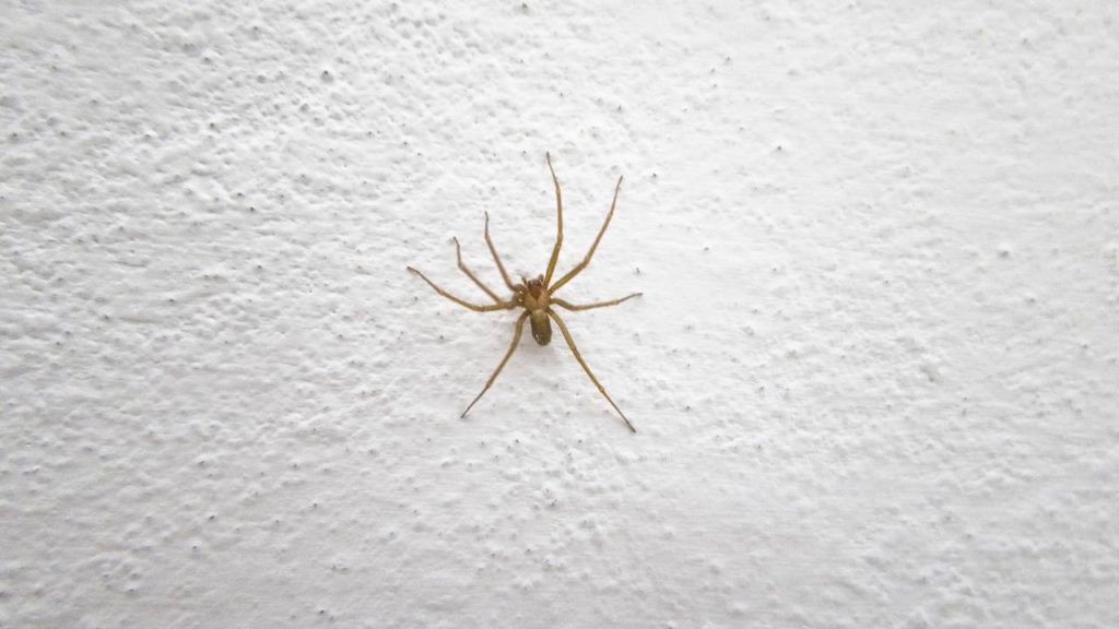 teias de aranha 