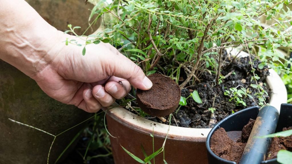 Se suas plantas estão murchas talvez falte esse ingrediente secreto