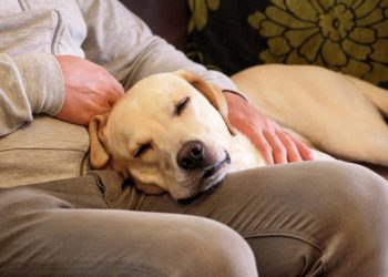 Por que seu cachorro coloca a pata ou a cabeça em você, segundo especialistas