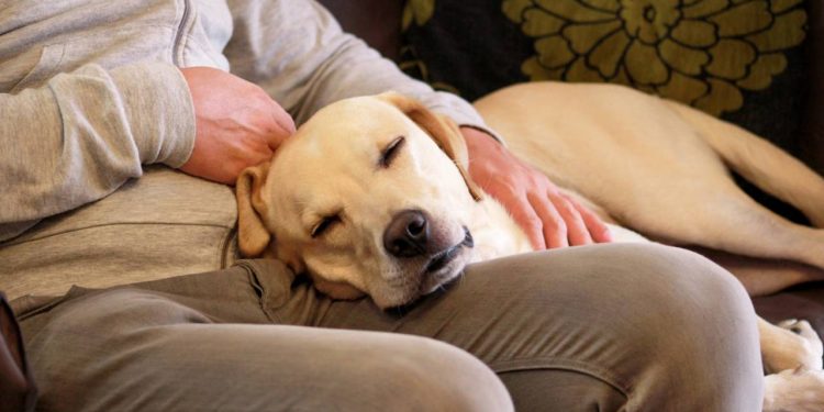 Por que seu cachorro coloca a pata ou a cabeça em você, segundo especialistas