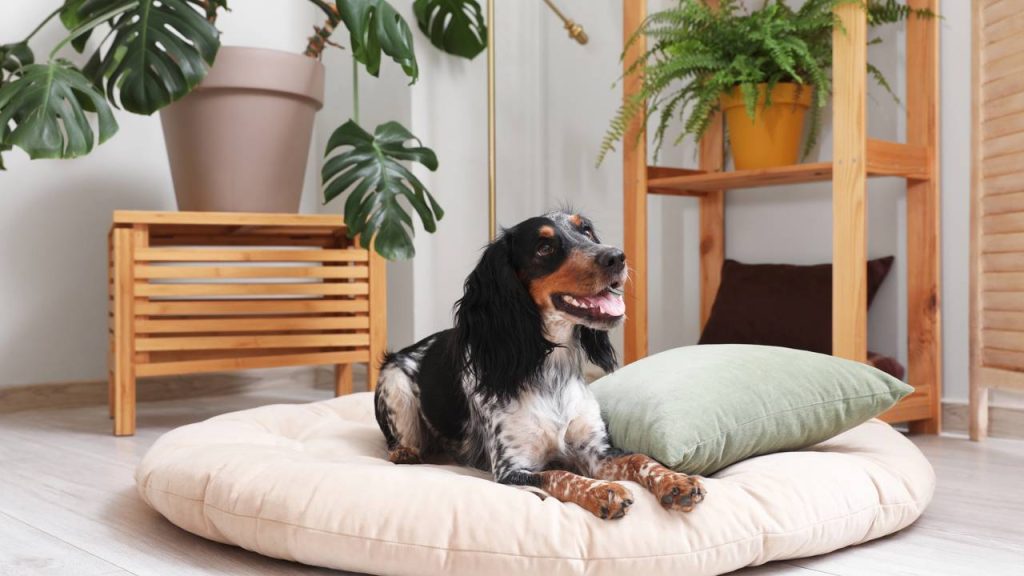 Aprenda como escolher a caminha ideal para o seu cachorro