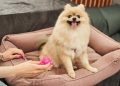 Cama ortopédica, iglu ou colchonete? Entenda qual modelo escolher para o seu pet