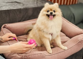 Cama ortopédica, iglu ou colchonete? Entenda qual modelo escolher para o seu pet