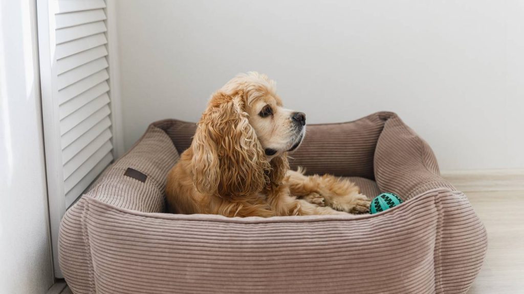 Aprenda como escolher a caminha ideal para o seu cachorro
