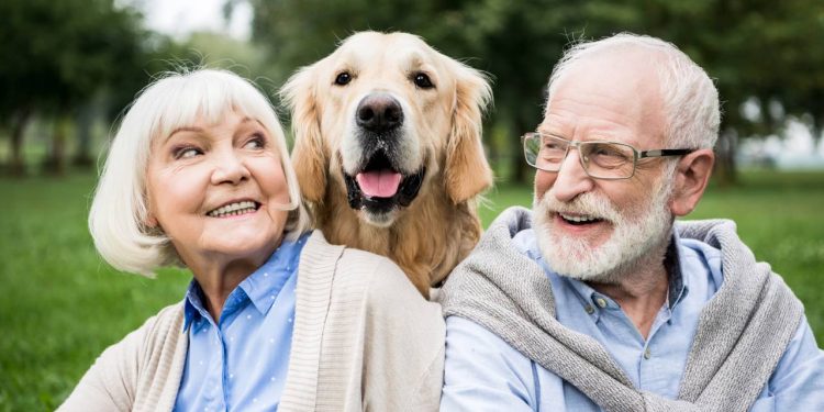 Top 6 cães que convivem bem com idosos e tornam a rotina mais leve e segura