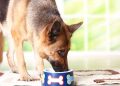 Qual é o melhor horário para alimentar o seu cão, segundo veterinários?
