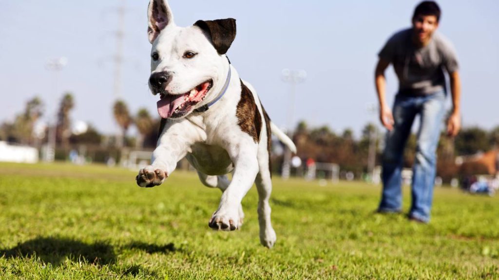 O que significa tratar seu cão como um bebê, de acordo com especialistas?