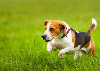As 6 raças de cães mais rápidas do mundo