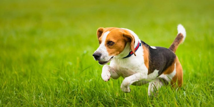 As 6 raças de cães mais rápidas do mundo