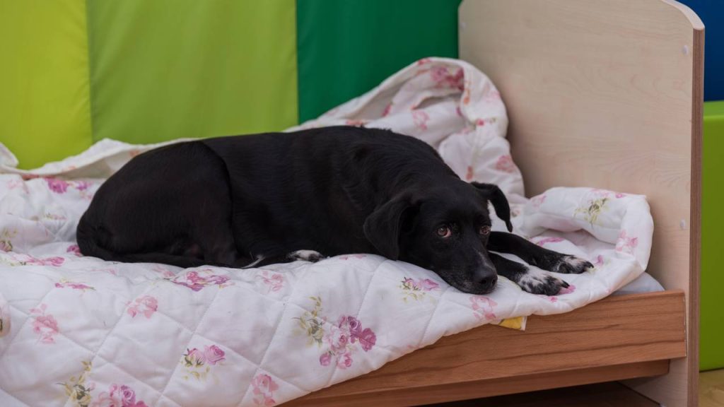 O som doméstico que mais causa pânico em cães e gatos e como acostumar seu pet
