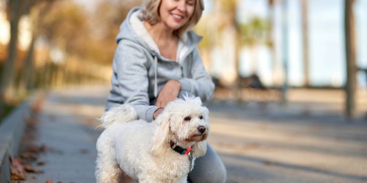 Como exercitar um cachorro idoso sem forçá-lo: dicas para estimular corpo e mente