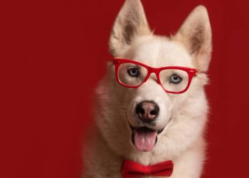 Quais são as 4 raças de cachorros mais inteligentes do mundo, segundo especialistas?