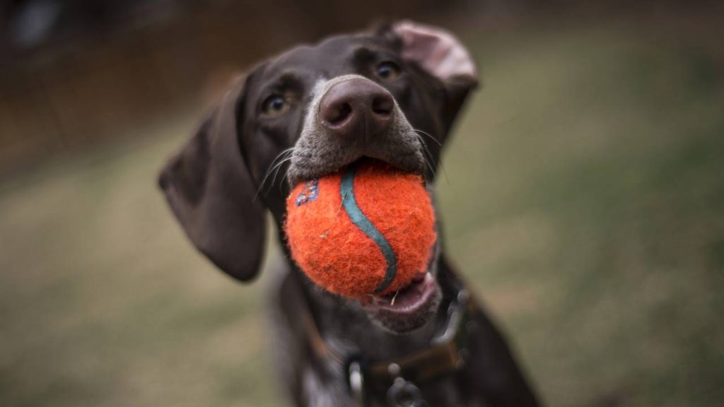 Como exercitar um cachorro idoso sem forçá-lo: dicas para estimular corpo e mente
