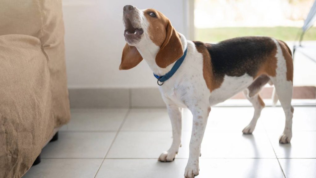 Cães